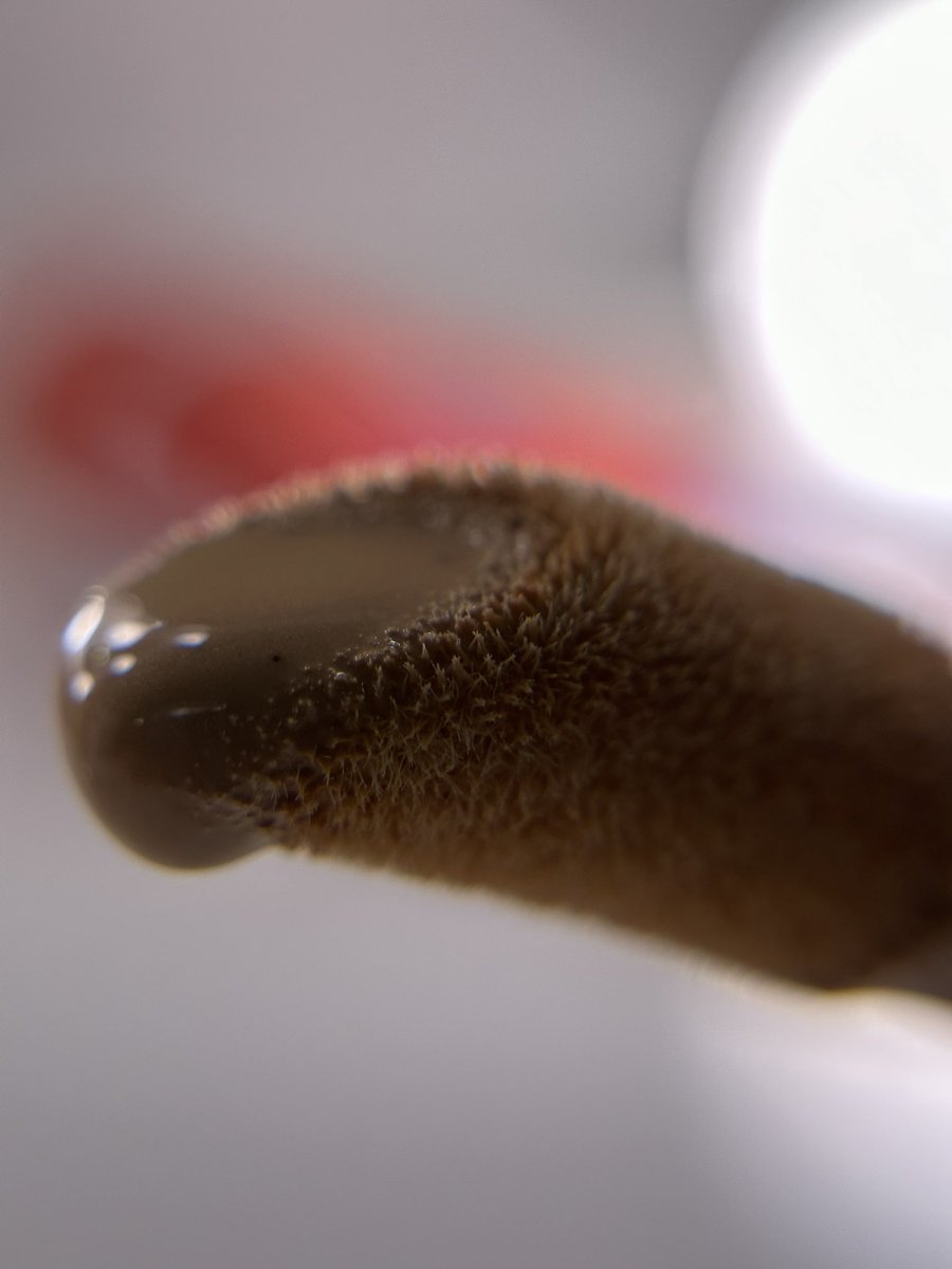 tonisolano211's tweet image. This #macro shot tho. I'm inlove! 
Hello, texture play! This lens if perfect for #UGCCreators. 

#textureplay #ugccommunity #makeup #aestheticshot #productshot