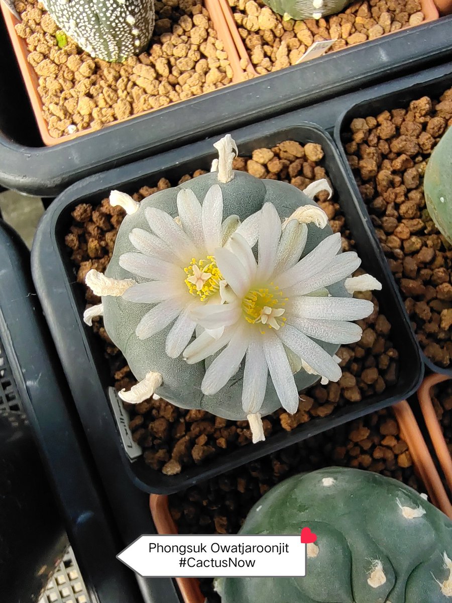 manow224's tweet photo. 🎉Lophophora day 🎊 มีแมมหลงมาต้นนึง 😅 #Lophophora #Mammillaria #CactusNow https://t.co/CvTMXjD23n
