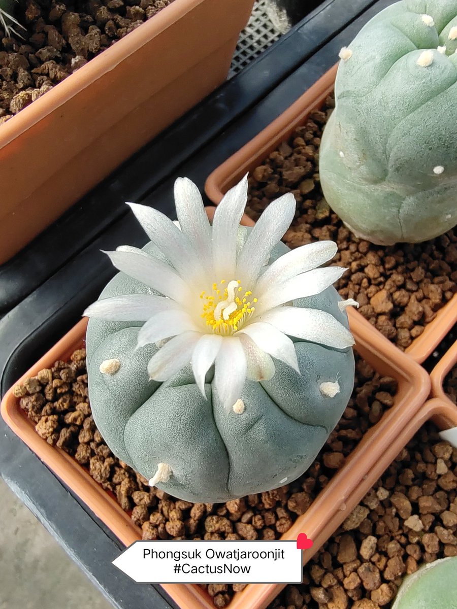 manow224's tweet photo. 🎉Lophophora day 🎊 มีแมมหลงมาต้นนึง 😅 #Lophophora #Mammillaria #CactusNow https://t.co/CvTMXjD23n