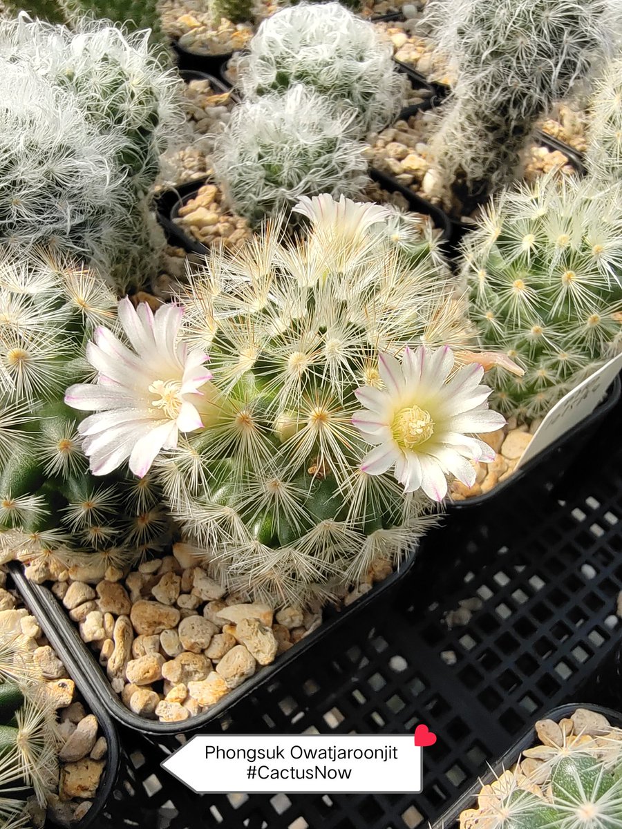 manow224's tweet photo. 🎉Lophophora day 🎊 มีแมมหลงมาต้นนึง 😅 #Lophophora #Mammillaria #CactusNow https://t.co/CvTMXjD23n