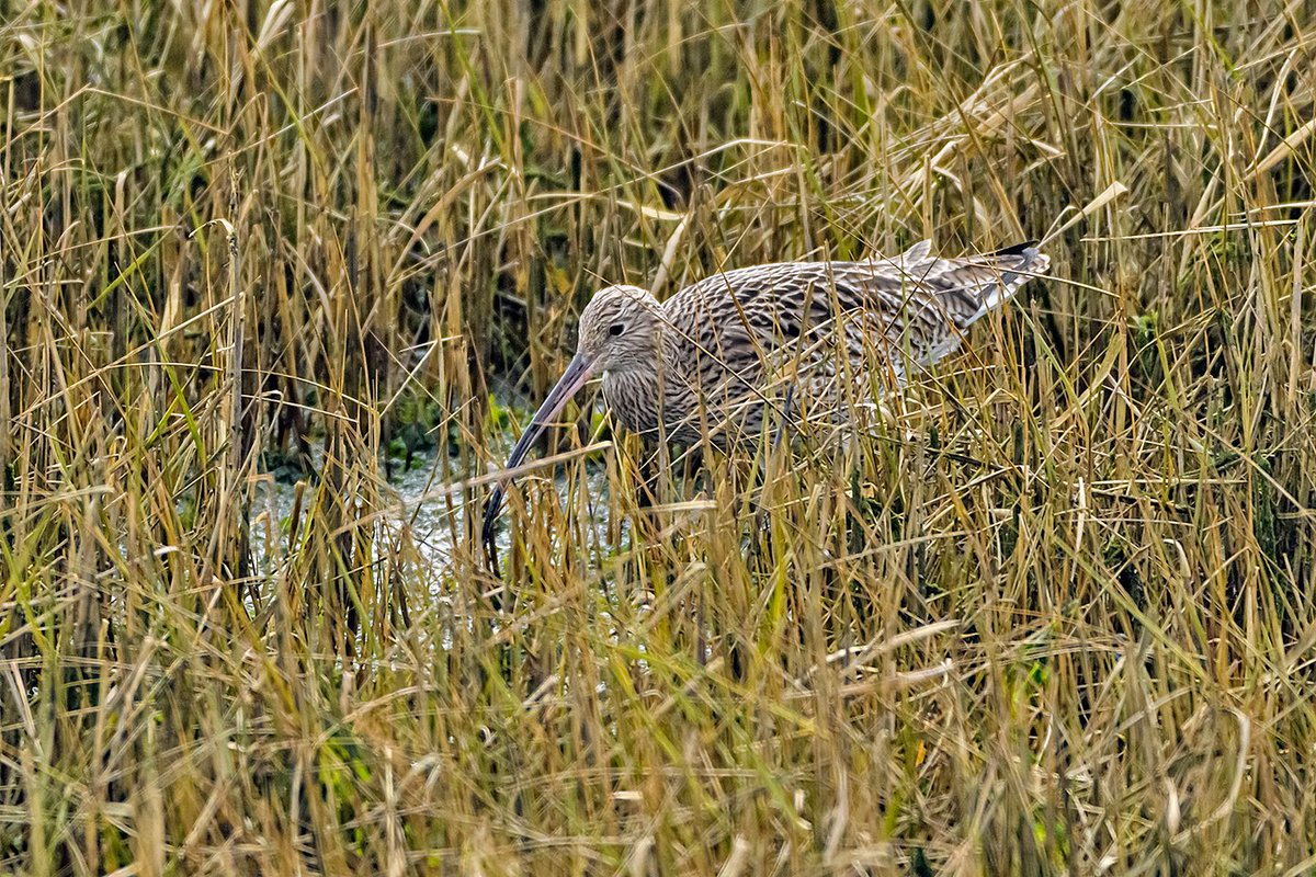 Red_E_Read's tweet photo. @EssexWildlife @EssexBirdNews @YourSouthend a stunning #Curlew at #EWT #TTI #TwoTreeIsland 18/2/23. https://t.co/iKe8Yu07ZD
