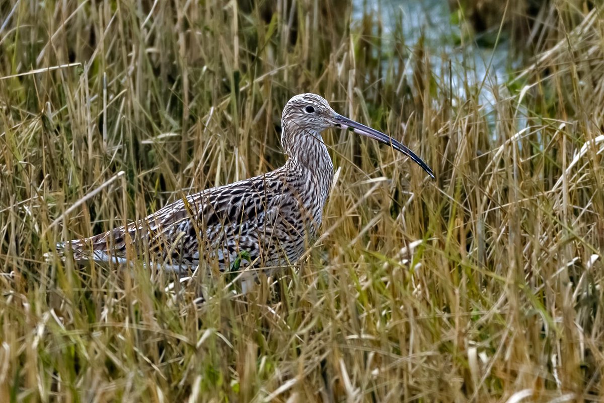 Red_E_Read's tweet photo. @EssexWildlife @EssexBirdNews @YourSouthend a stunning #Curlew at #EWT #TTI #TwoTreeIsland 18/2/23. https://t.co/iKe8Yu07ZD