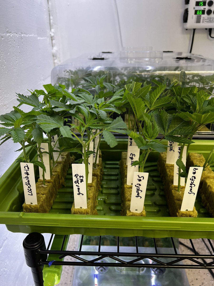 thegorillapack's tweet photo. Clones on point 🔥🔥🔥🔥
#CannabisCommunity #420community #gorillapackgenetics #frontrowag #smokeweed #grow https://t.co/1O6WAqgX0N