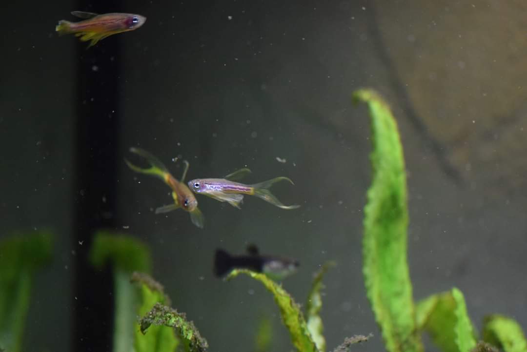 AssoWhiteRabbit's tweet photo. Nous recherchons un covoiturage ou cotrainage Paris => Epinal (88) pour que de petits poissons de laboratoire puissent rejoindre leur adoptant 🐠💕 N'hésitez pas à diffuser largement et à nous contacter si vous pouvez aider : poissons@white-rabbit.org Merci pour eux! https://t.co/VPCHzZKnC6