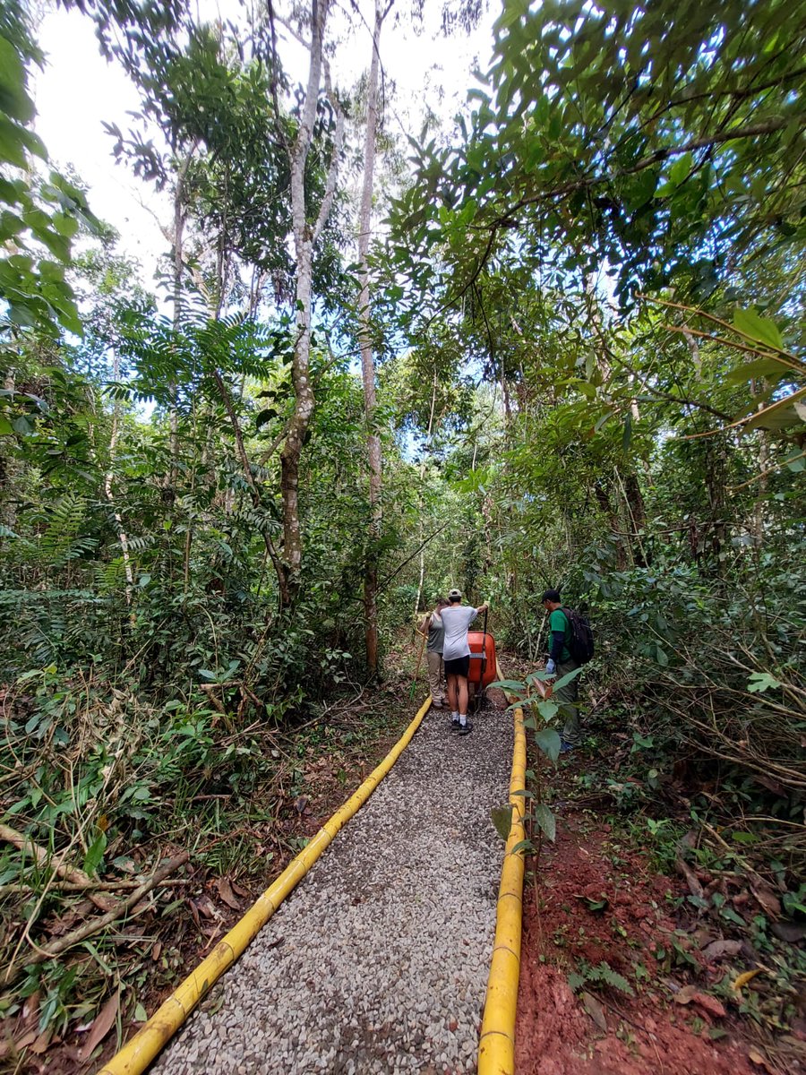 Camp_CostaRica's tweet photo. On the Service Learning Project the group is making the trail for the visitors at #CampCañoNegro. Great job guys! 💪🙂🌳
#CampsEffect #DoSomethingAmazing #PartneringWorldstrides @CampsInt @MedwayHighInfo https://t.co/40BvTw89JQ