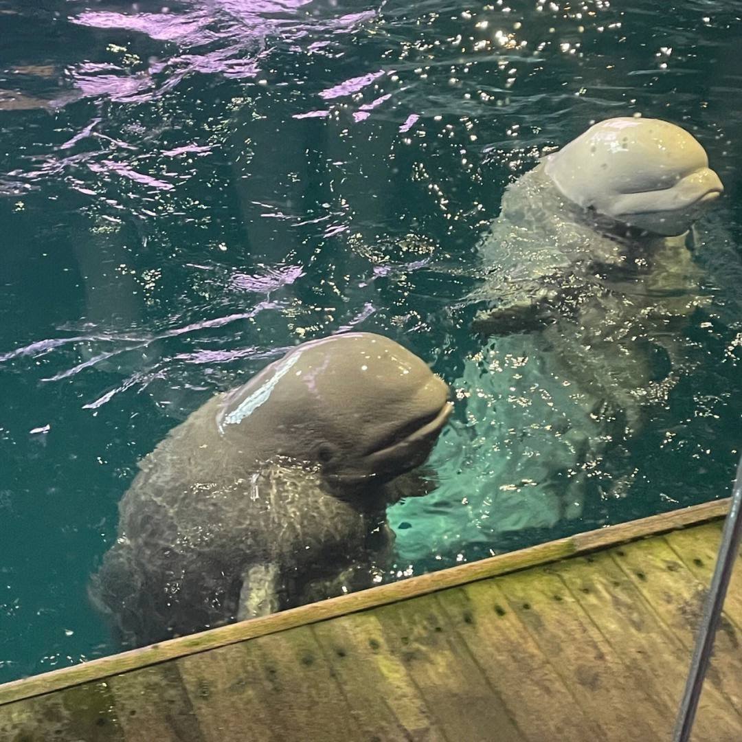 ragil_bezarius's tweet photo. Dolphins are the only animals that can laugh🥰 https://t.co/AdSY4JkLyF