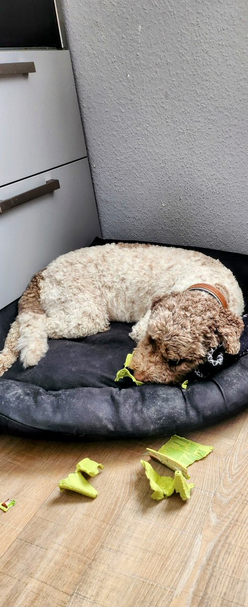 der_lemmy's tweet photo. Zu dem Vorwurf, ich habe wissentlich und willentlich einen Eierkarton zerfetzt, mache ich von meinem Schweigerecht Gebrauch. #lagotto #DogsofTwittter https://t.co/wfW031NolN