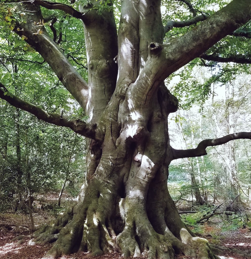 Another extraordinary Beech. It shows some signs of pollarding, but also of being a bundle planting with grown-together stems reaching up from ground level.