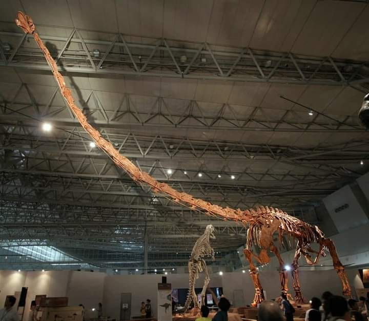 EnsedeCiencia's tweet photo. Para aquellos que no tenían idea sobre el enorme tamaño del cuello del Mamenchisaurus, aquí una referencia 🦕 https://t.co/Lf0ObOLKNJ