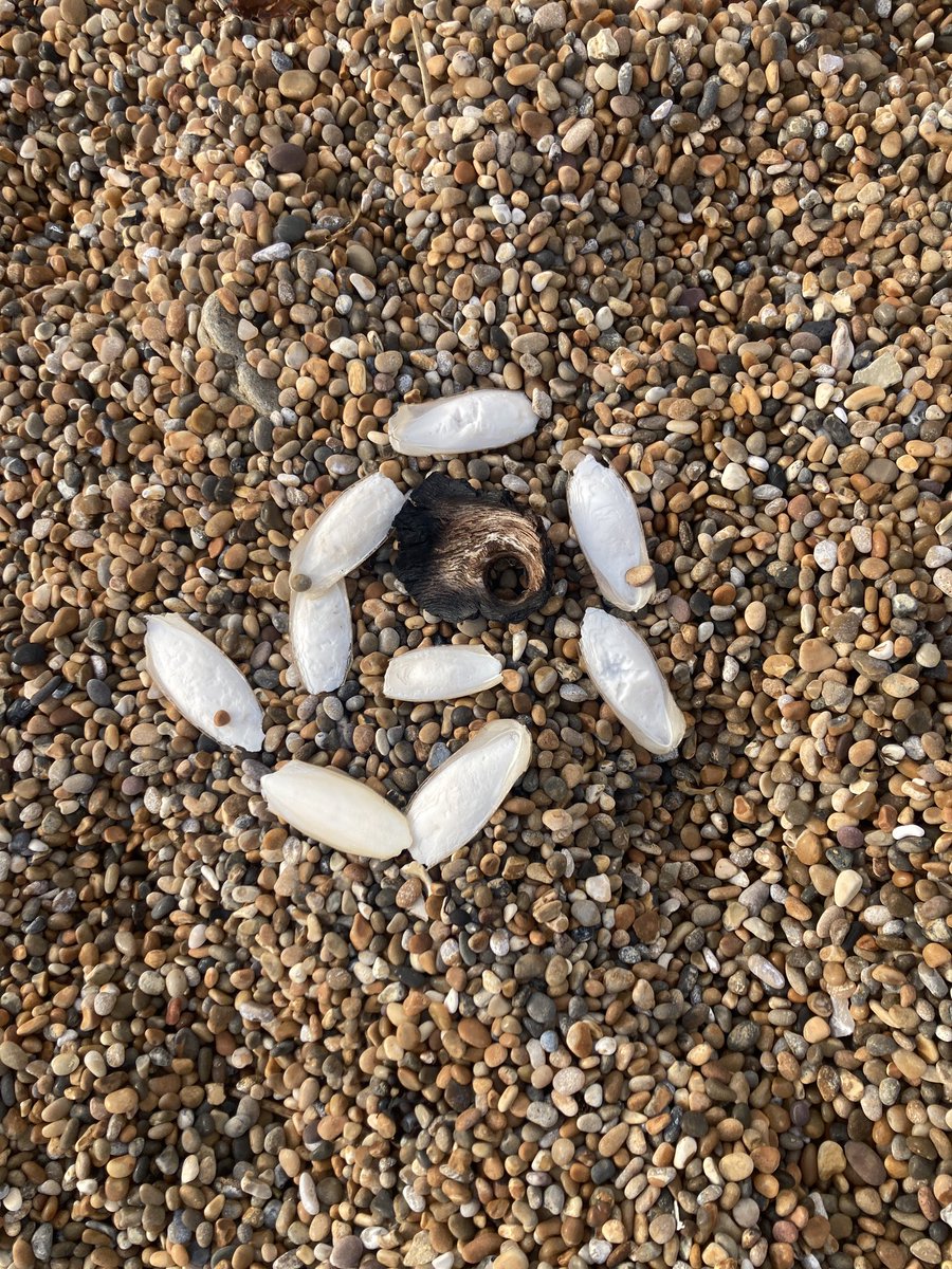 foodgrower's tweet photo. For the love of #beachthings #dorsetcoastline #seaweed #pebbles #tides https://t.co/QVuA7BfYi8