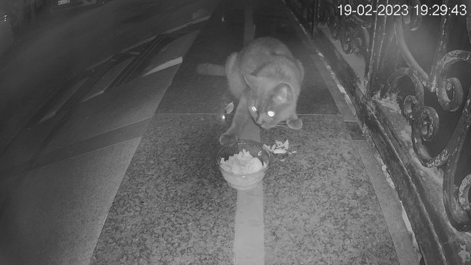 I keep a display live on my workbench to enjoy my nightly cat mukbang as my various neighborhood regulars