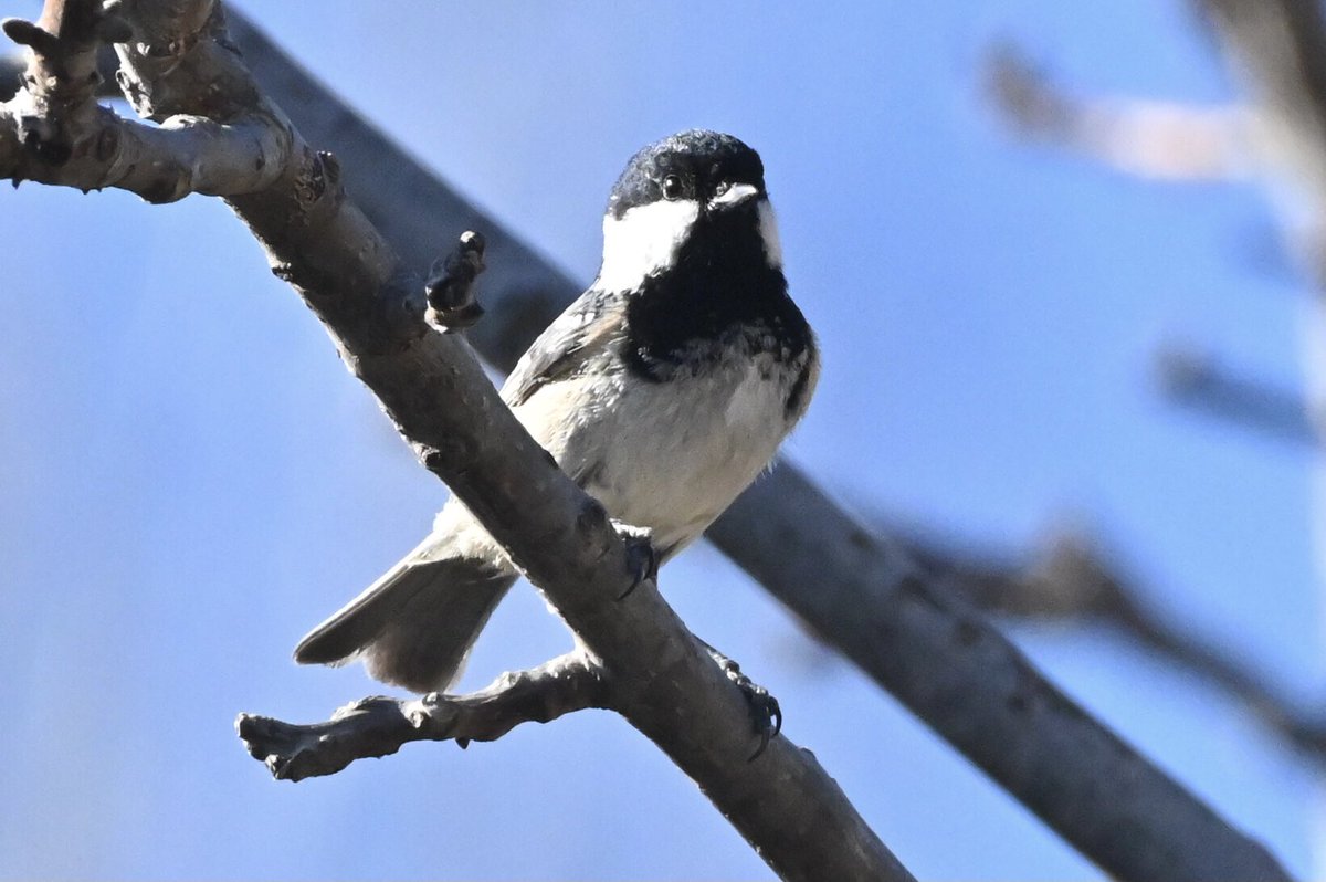 eiheknat's tweet photo. Mallerenga petita
🇳🇴 Svartmeis
🇬🇧 Coal tit

La Vall d’Ora, Navès, Catalunya, 2023-2-18 https://t.co/xjtgacj0vW
