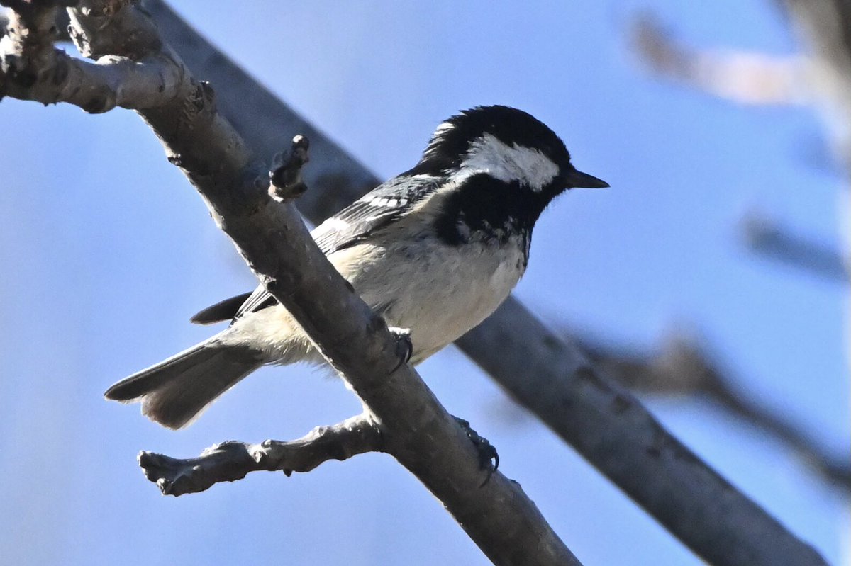 eiheknat's tweet photo. Mallerenga petita
🇳🇴 Svartmeis
🇬🇧 Coal tit

La Vall d’Ora, Navès, Catalunya, 2023-2-18 https://t.co/xjtgacj0vW