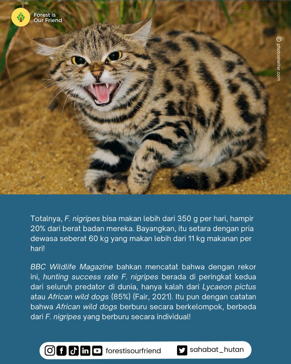 Sahabat_Hutan's tweet photo. Sayang sekali populasi nya mulai menurun diduga karena penurunan jumlah mangsa dan ketatnya predasi oleh hewan kompetitor lainnya 😢

#Gyra #Kucing 
#ForestisOurFriend
#SaatnyaBerdampak https://t.co/i8fKkZwfv1