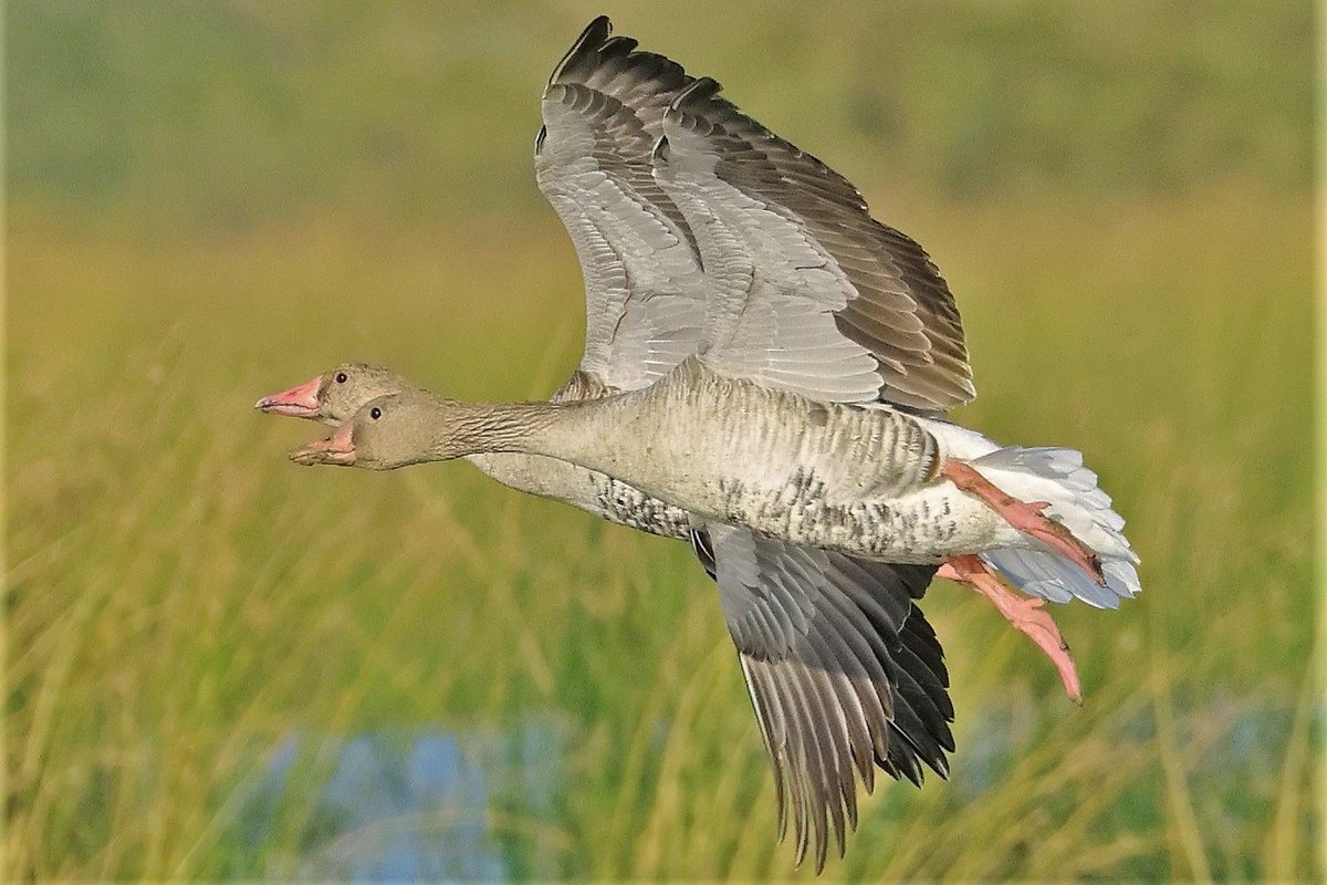 Greylag Geese.
#IndiAves #wildlifephotography #birds #NaturePhotography #BBCWildlifePOTD #TwitterNatureCommunity #ThroughYourLens   #BirdTwitter #birdphotography #BirdsSeenIn2023 #birdsinflight