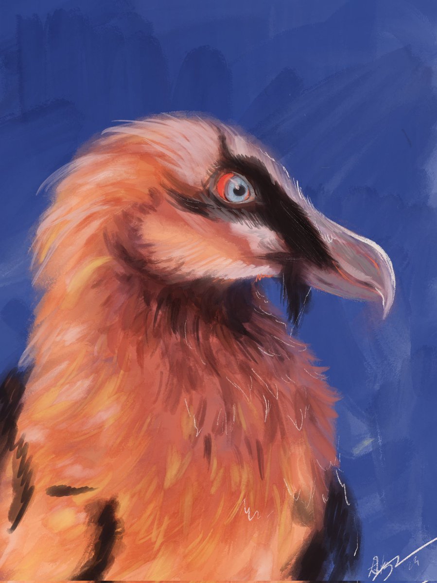 TuesdaysTanner's tweet photo. I drawed a birdy 
#procreateart #beardedvulture https://t.co/dDvhuI74o2