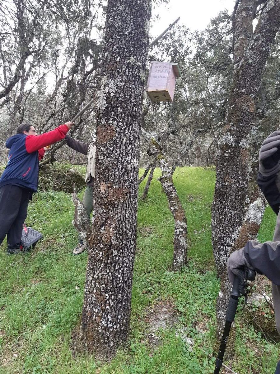 ‼️Buenos días‼️
Ayer salimos al bosque de nuestro entorno(Arroyo Ladrón) para ver condiciones de Cajas Nido que l@s más jóvenes hicieron y colocaron en septiembre. Revisadas todas, ➖ la 2,que no hemos visto;algunas cajas sin rastro de ocupación. Otras sí❗Gracias X participar‼️