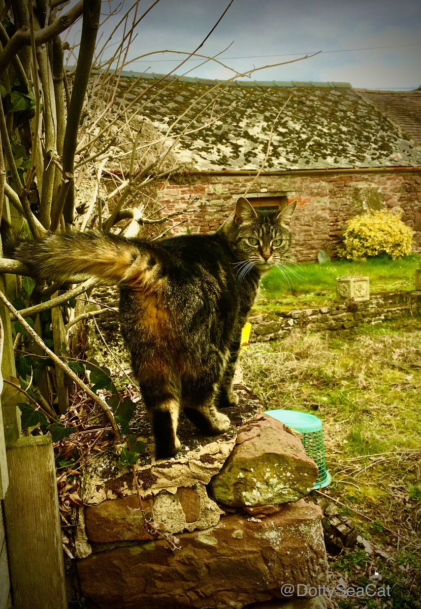 DottySeaCat's tweet photo. No sign of a box for #catboxsunday, but the wind has blown the neighbour’s washing basket my way. A BEES #Hedgewatch in progress!  #CatsOfTwitter #SundayMorning 🧺🌳🤗 https://t.co/kgVJHUCiwt