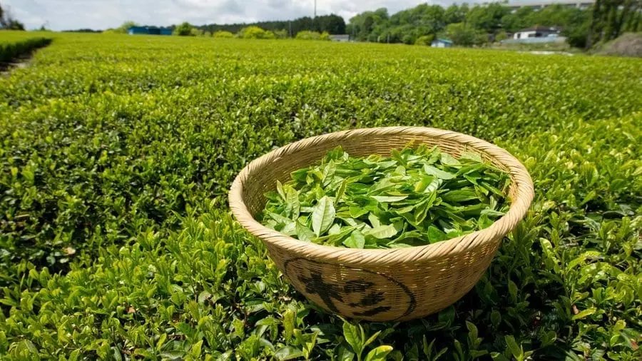 RealBBR_Mindset's tweet photo. 💥 1/ Hey guys, Today I'm going to check out #LDEV

A thread 🧵

Lankem Developments PLC, an investment holding company, cultivates, manufactures, processes, and sells black tea. The company’s subsidiaries include Agarapatana plantations Ltd and Waverly power Pvt Ltd. https://t.co/P3krARvTUU
