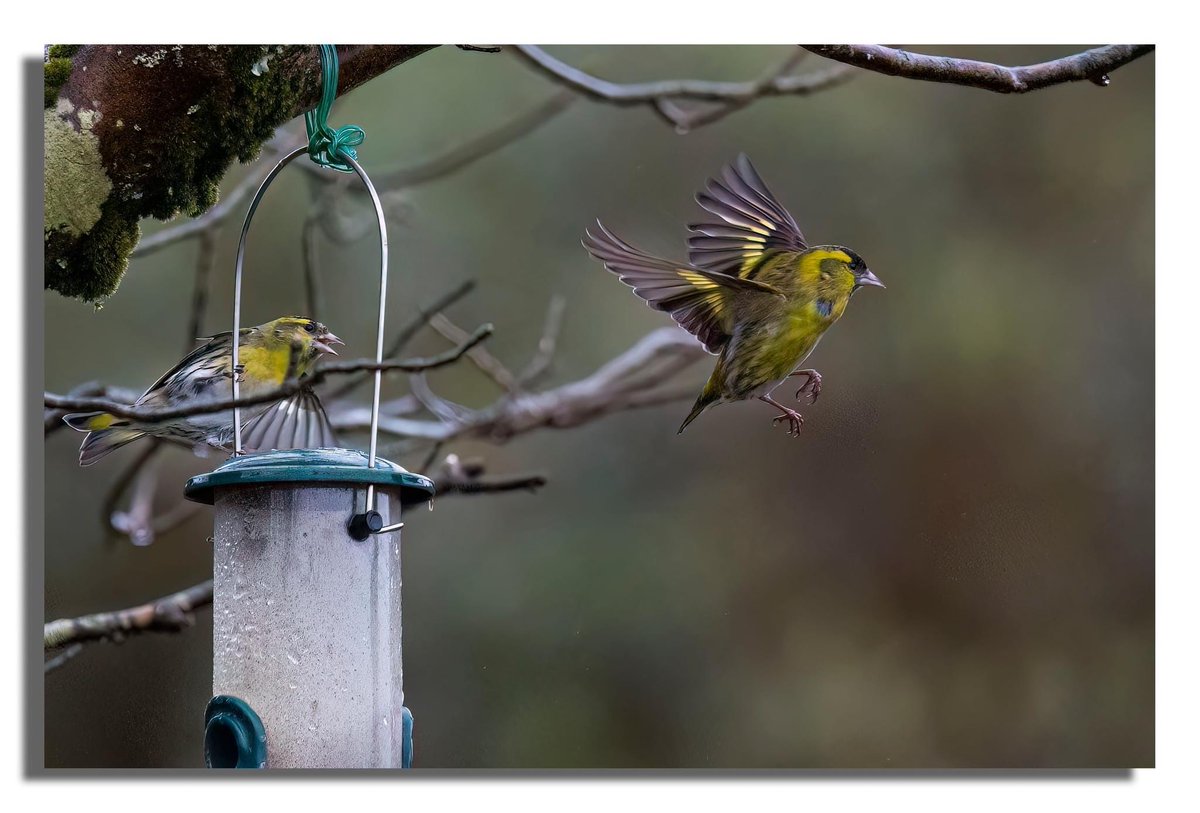 Buteographygirl tweet media