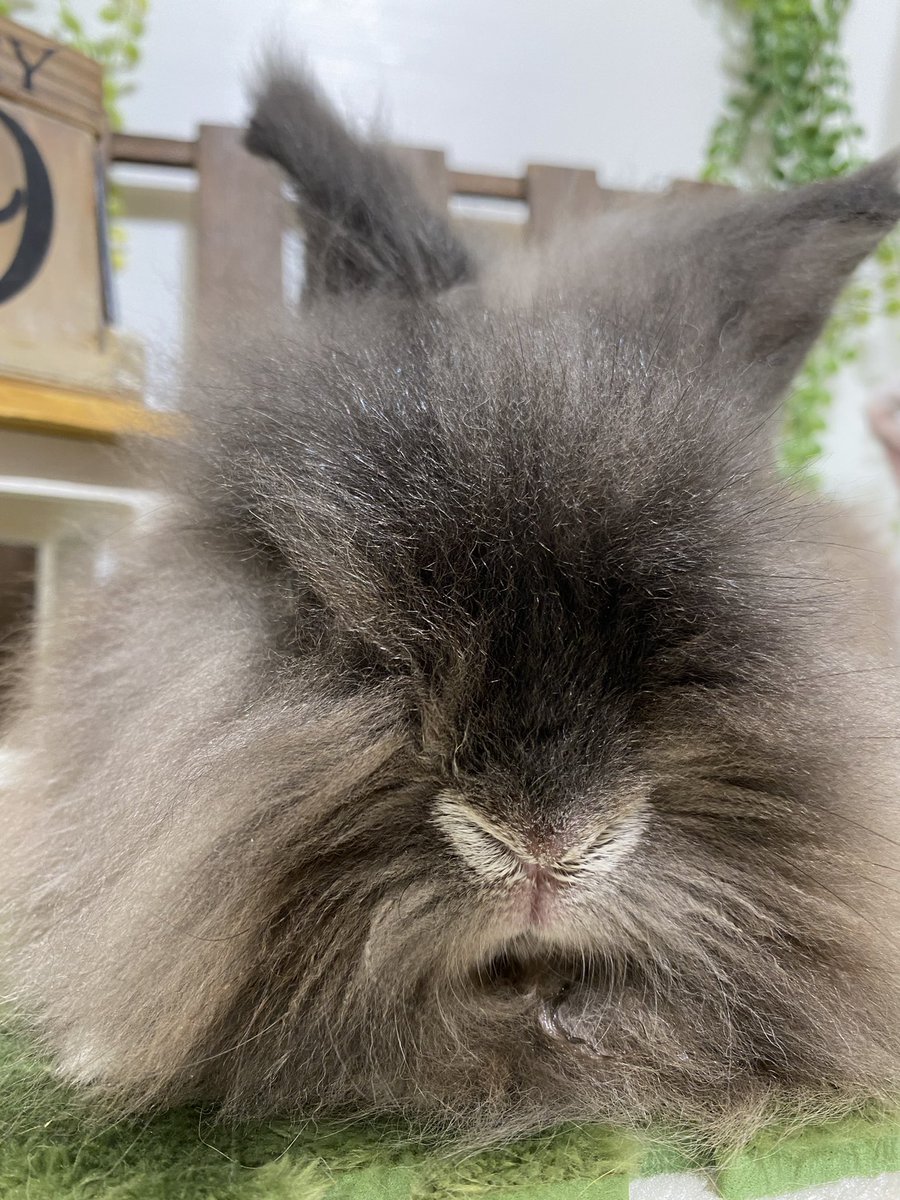 sippo_shibamata's tweet photo. シリウスブラックちゃん、グルーミングお疲れ様でした♪
今日はハロフォト撮影会も参加ありがとうございました🌟

#うさぎのしっぽ #うさぎのしっぽ柴又店 #グルーミング #うさぎのいる暮らし #またのご来店お待ちしております https://t.co/7bk9DUSlpN