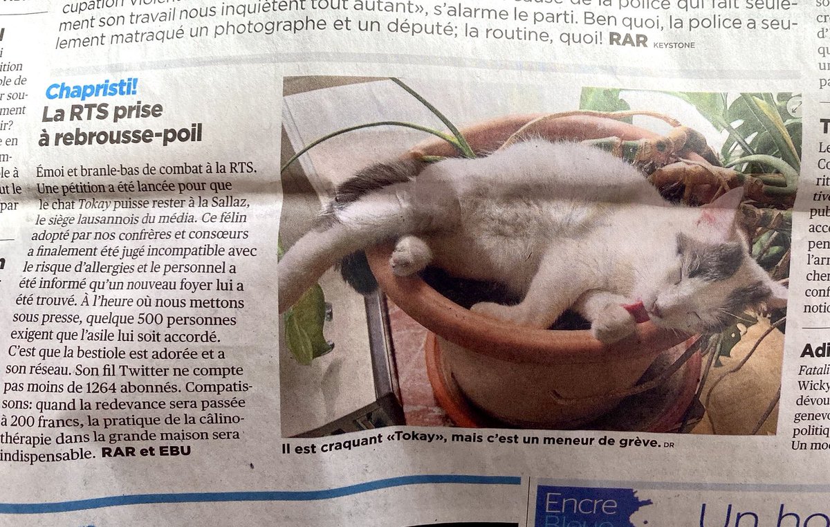 Tokay le chat 🐾 tweet media