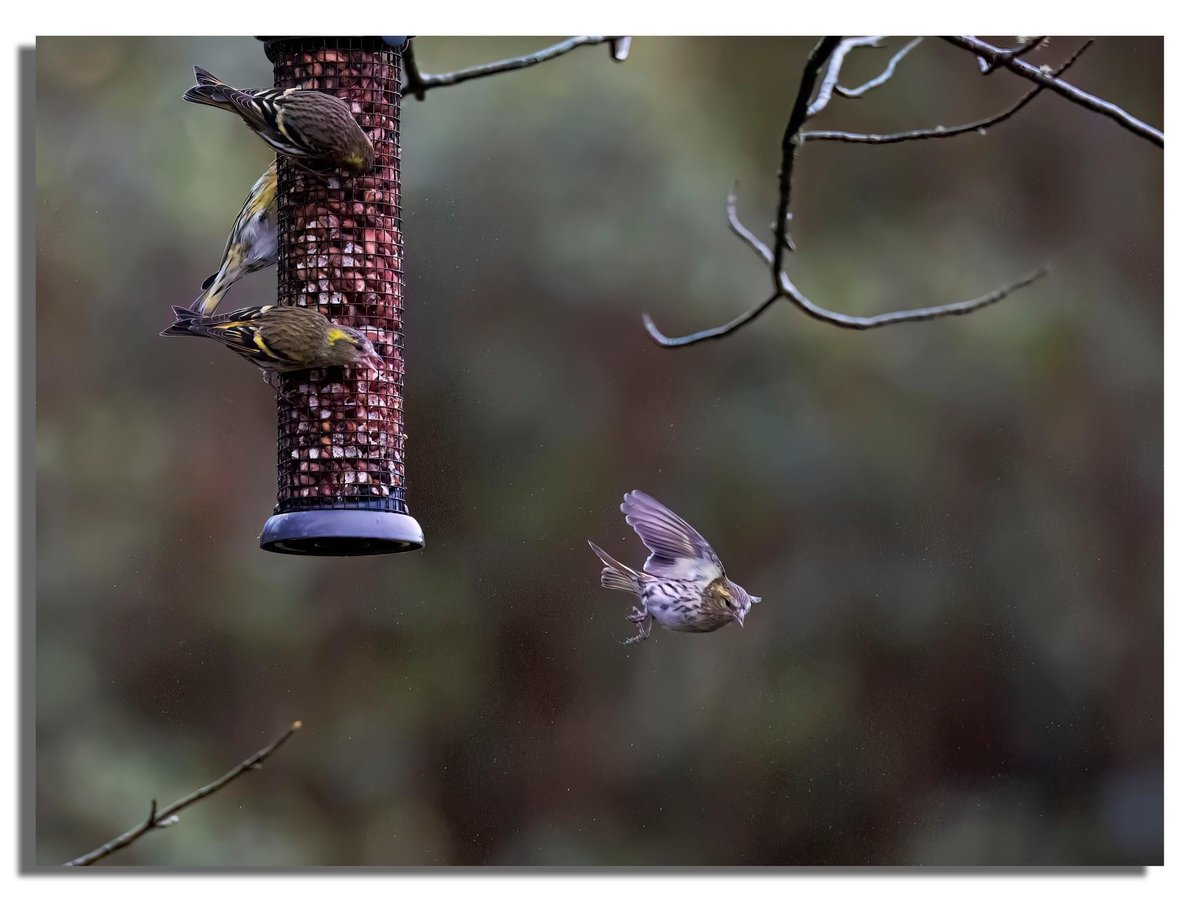 Buteographygirl tweet media