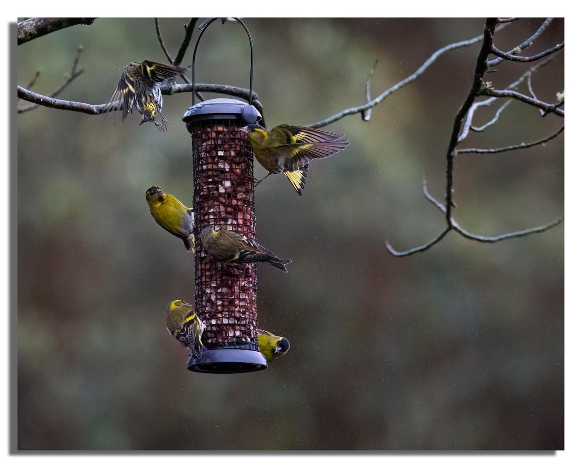 Lots of lovely little siskins brightening up a dull wet Saturday #siskins #birdphotography #birds #nature #healingpowerofnature #bute #isleofbute #birdsinflight