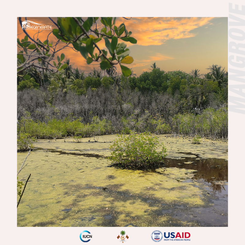 "The Kelaa wetland habitat is an exceptionally rare habitat. Basin mangroves are rare globally and are even more unusual on small islands"

Read more on bit.ly/3I2Umbr