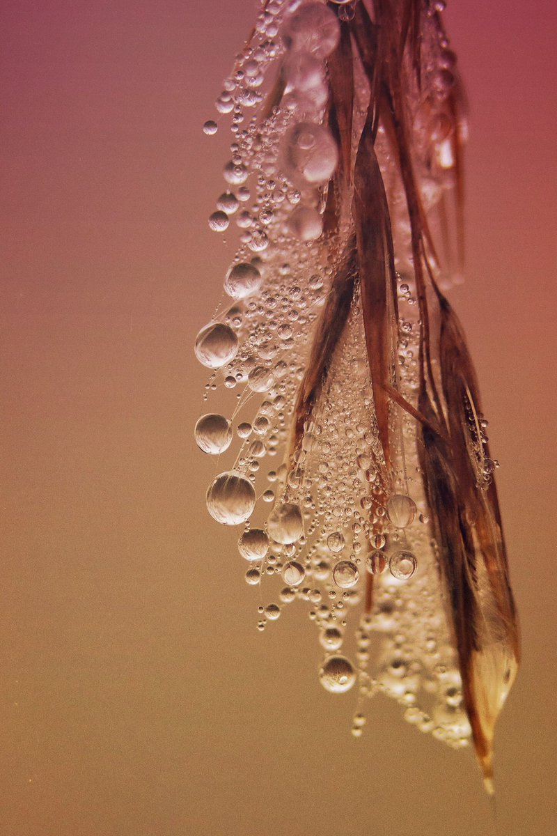 Hello Sunday! My favourite shot of the week was a photo of morning dew drops taken on a very misty Tuesday morning. Please share you (own) favourite photo of the week. #sundaysharing #TwitterNatureCommunity #NaturePhotography