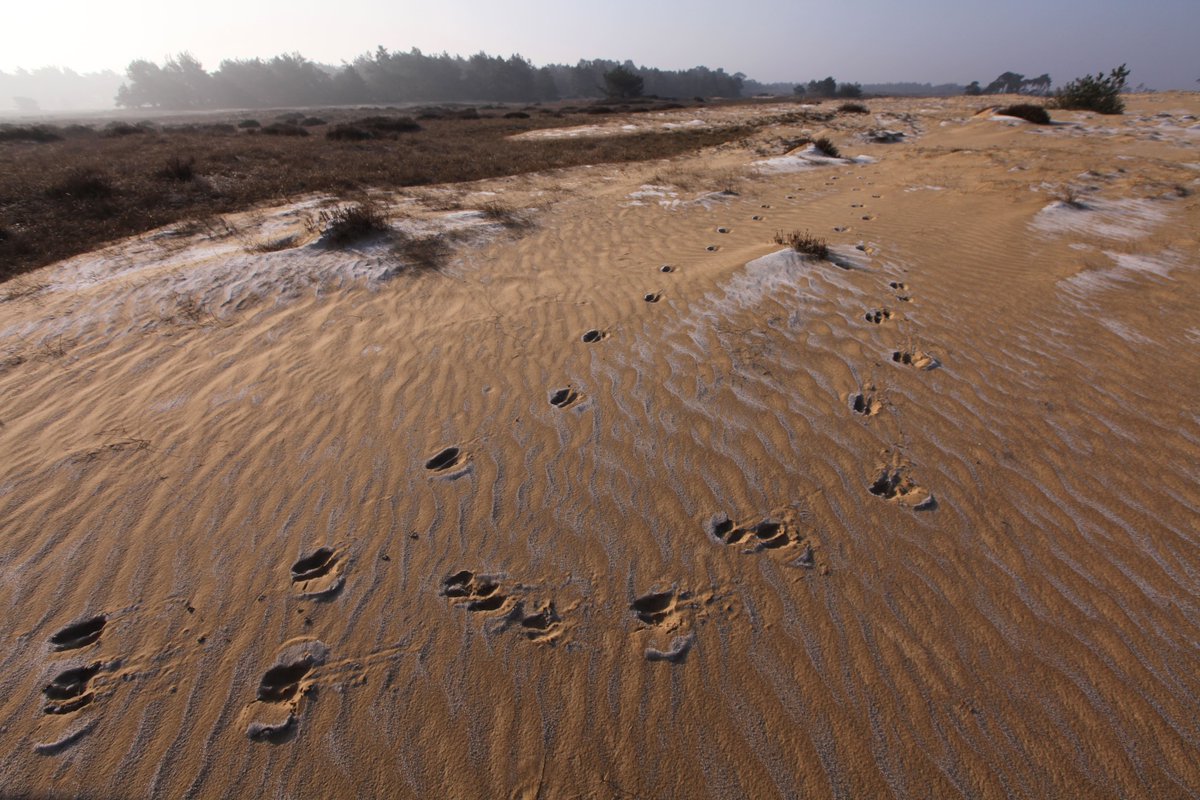 Op zoek naar een leuke kinderactiviteit in de voorjaarsvakantie? Op doordeweeks dagen van 20 februari t/m 3 maart kunnen kinderen meedoen met de winterspeurtocht. Samen met een gids gaan ze op pad om te ontdekken hoe dieren de winter overleven. Kijk op: hogeveluwe.nl/nl/agenda/kind…