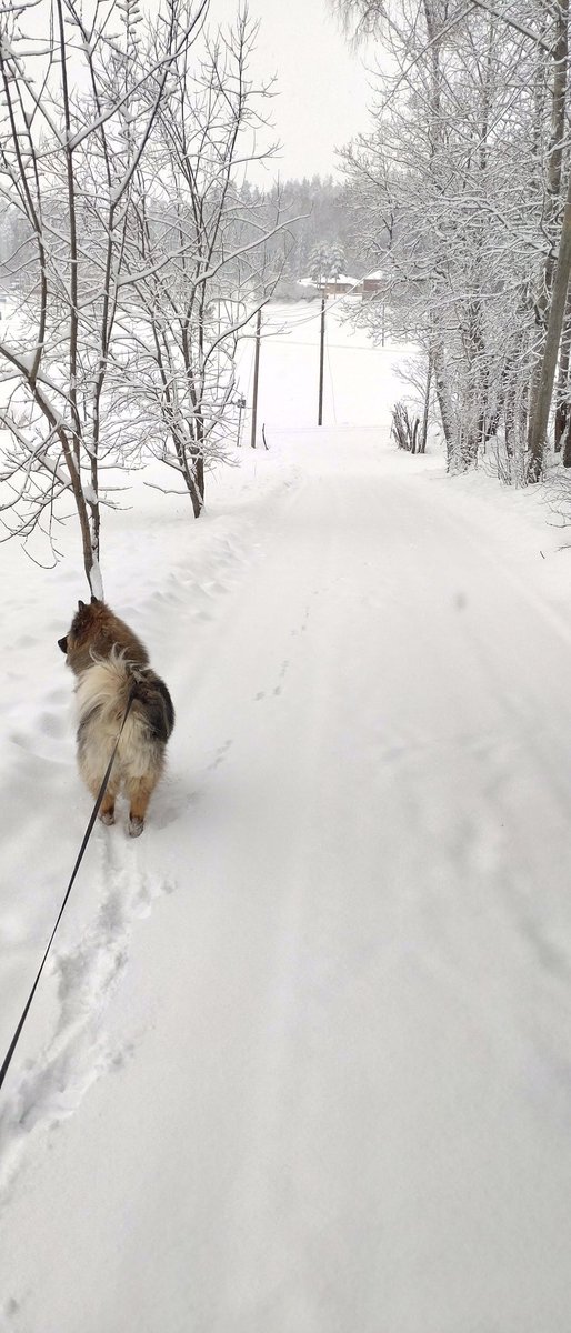 petterin1's tweet photo. #aamulenkki #morgonpromenad #hundgassi #txakurrenpaseoa https://t.co/T0sI5b0pj8