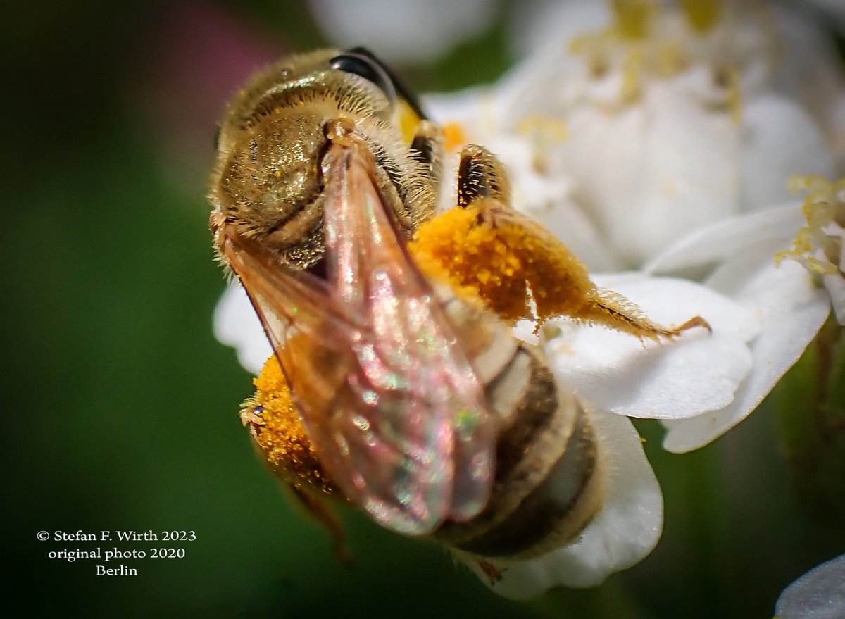 wirthstef's tweet photo. #Wildbees can have different levels of social life.According to Shell & Rehan(2017),the sister taxa Halictus and #Lasioglossum are mainly characterized by #facultative #social species.The pictured #Halictus #tumulorum nests in aggregations and is primitively #eusocial©SFW #Berlin https://t.co/29hMIvV0xd