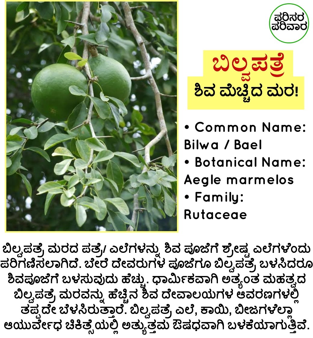 Parisara360's tweet photo. #parisaraparivara #bilva #floraofkarnataka https://t.co/i8CyOZMVHX