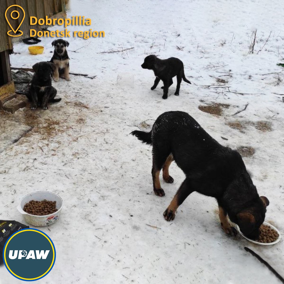 UPAW_Ukraine's tweet photo. 14,258 dogs and cats got help from UPAW and our partners in January.
Thousands of people and thousands of animals need help. They rely on us. And we do everything to be able not to betray their trust.
Anyone can join!
Paypal — upawukraine@gmail.com
https://t.co/6mzog2WhX7 https://t.co/abWa6o2GNT