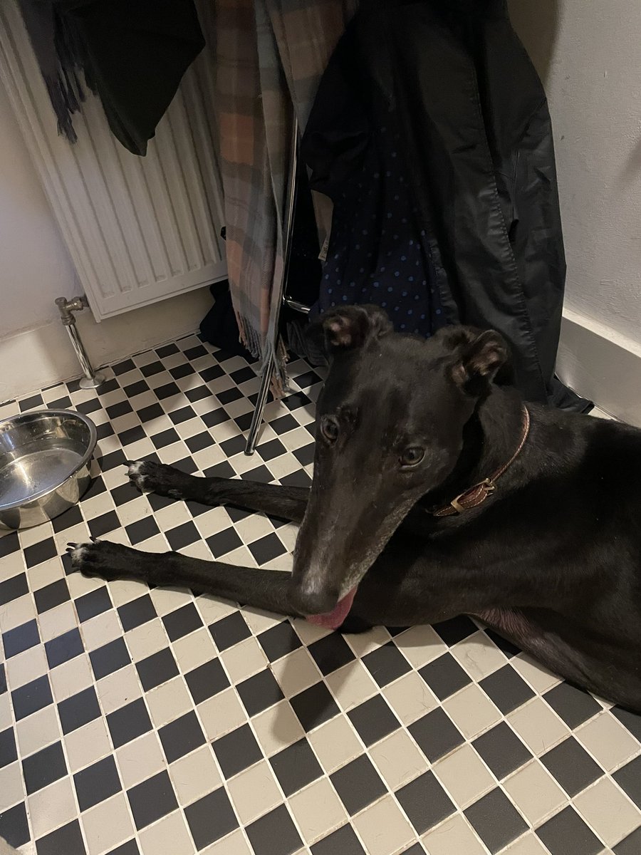 Please can you retweet? Found this poor lost soul in George IV park in Bonnyrigg around 7.45am. No ID. SSPCA advised to call 101 but can’t get a response. Dog warden closed. Vet closed. Let’s get him back to his owners. #LostDog