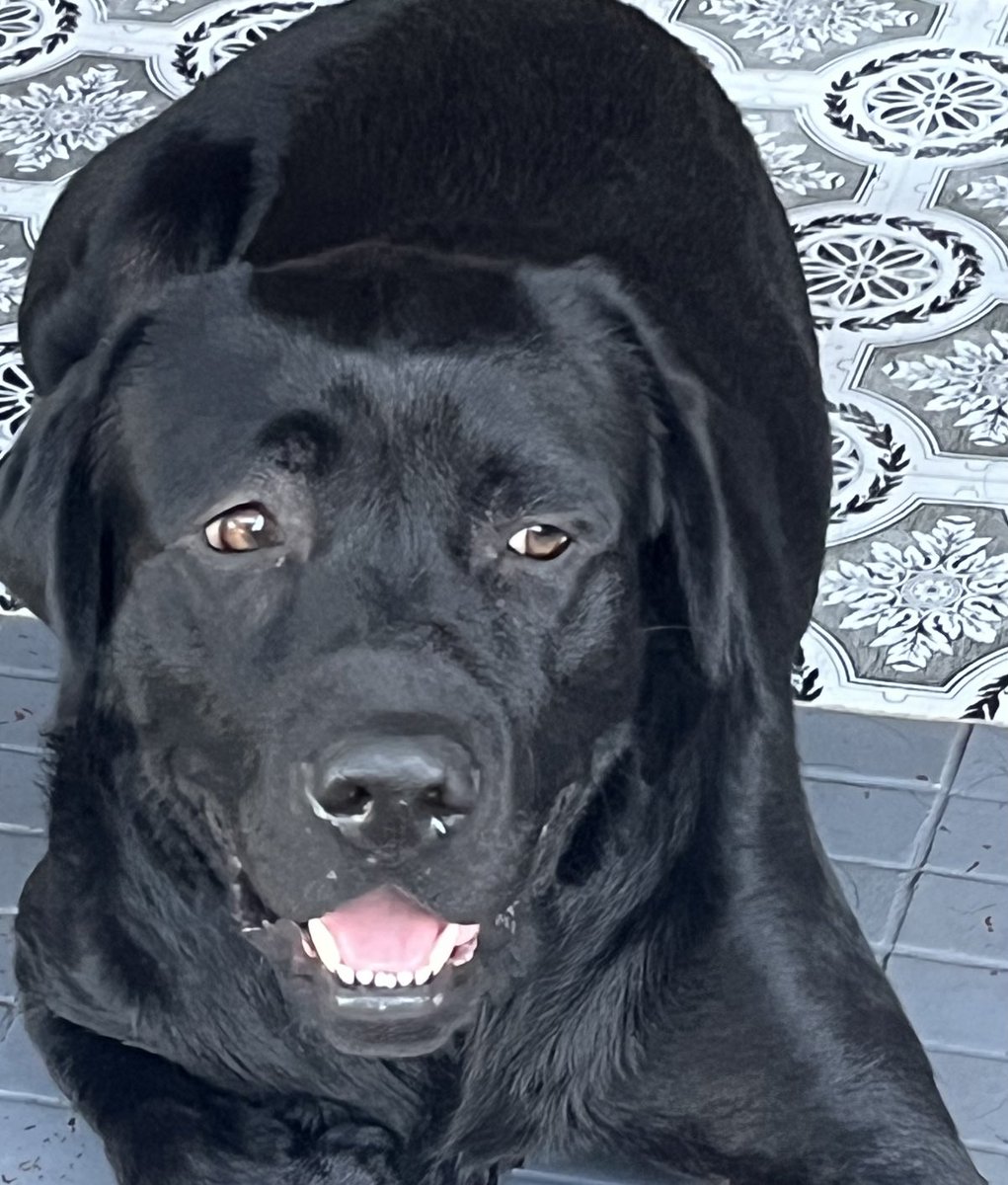 Micjordo's tweet photo. The dog that eats towels and socks and has never said no to any food in his life has chosen to let the Aldi sausages slide. #prouddad https://t.co/qR3ZwyqSro