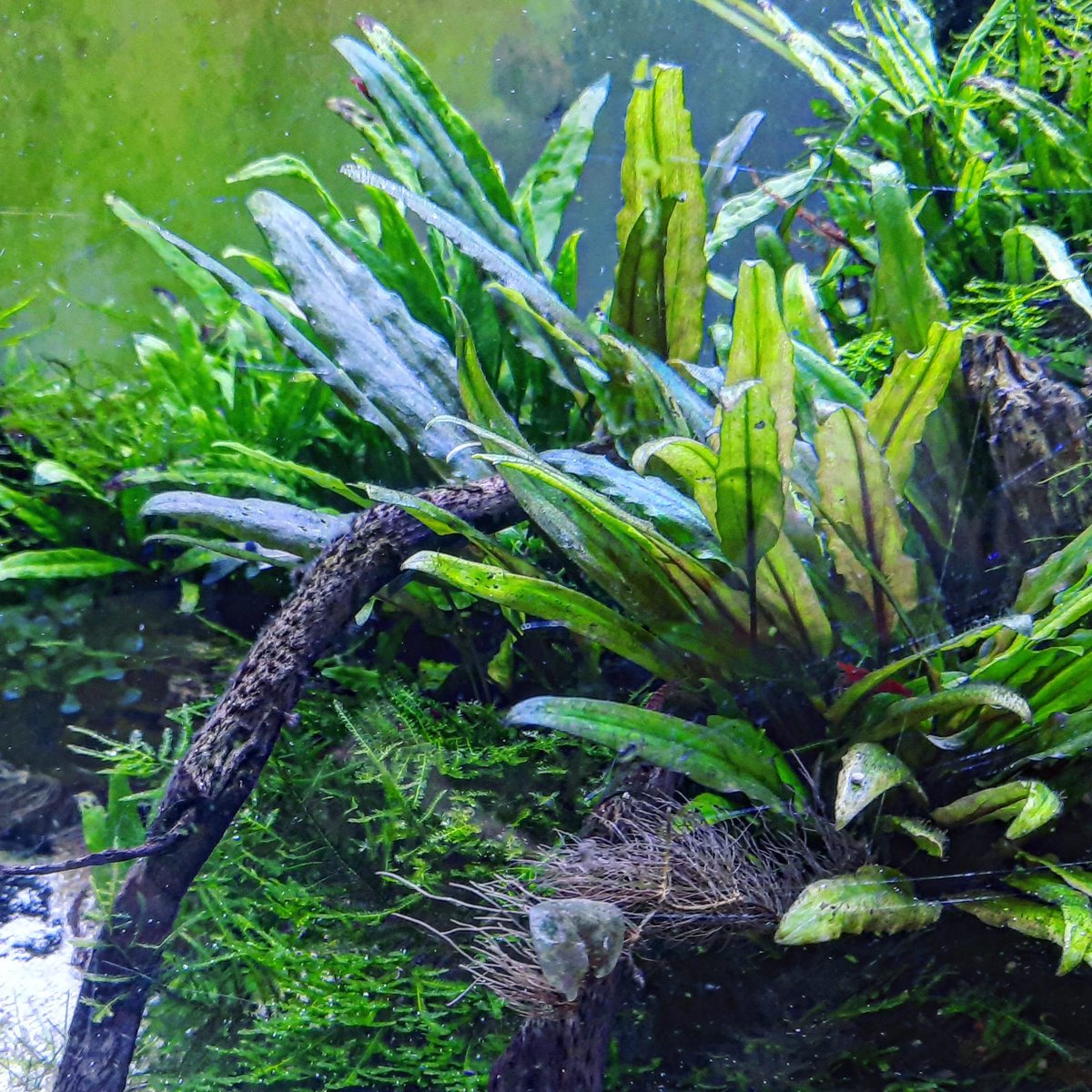 ShrimpMetaverse's tweet photo. #love  #beautiful #happy #生命 #cute #like4like #followme
#香港水族  #水族療癒 #宇宙 #活在當下珍惜眼前所擁有  #水族精神 #養魚  #hkhandmade #療癒系水族 #人生 #水族造景 #adaaquarium #觀塘水族 #fishtank #fishspirit #aquarium #aquariumlife #hkaquarium #aquariumfish #成長 #JYAQURLife https://t.co/tZDOOmT5j2