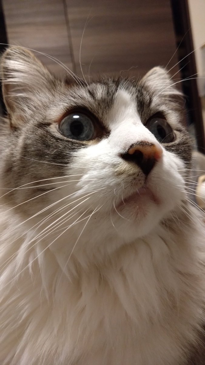 haruharunerune's tweet photo. #猫好きさんと繋がりたい 
#猫のいる暮らし 
#猫がいる生活 
#猫がいる幸せ 
＃cat
#ラグドール 
＃人間には見えてない何かをずっと見ている
#猫あるある https://t.co/0eEZNVS3Di