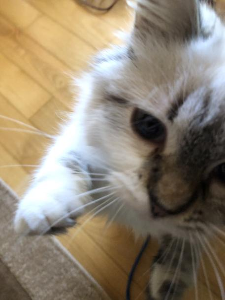 mymeric112's tweet photo. kitty  "Hi , there"🐈🐱 https://t.co/2z7ICSdFEL