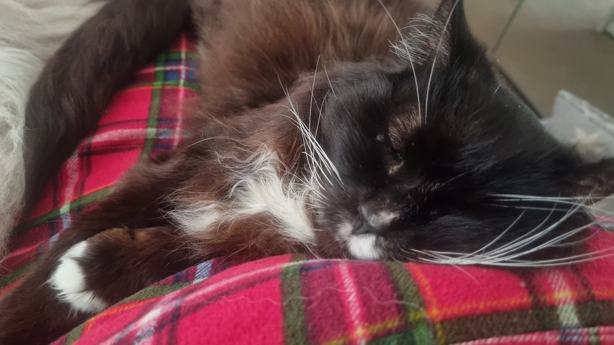 antony_beecher's tweet image. Milo couldn't resist a lie in this morning. #CatsOnTwitter #SundayMorning #liein