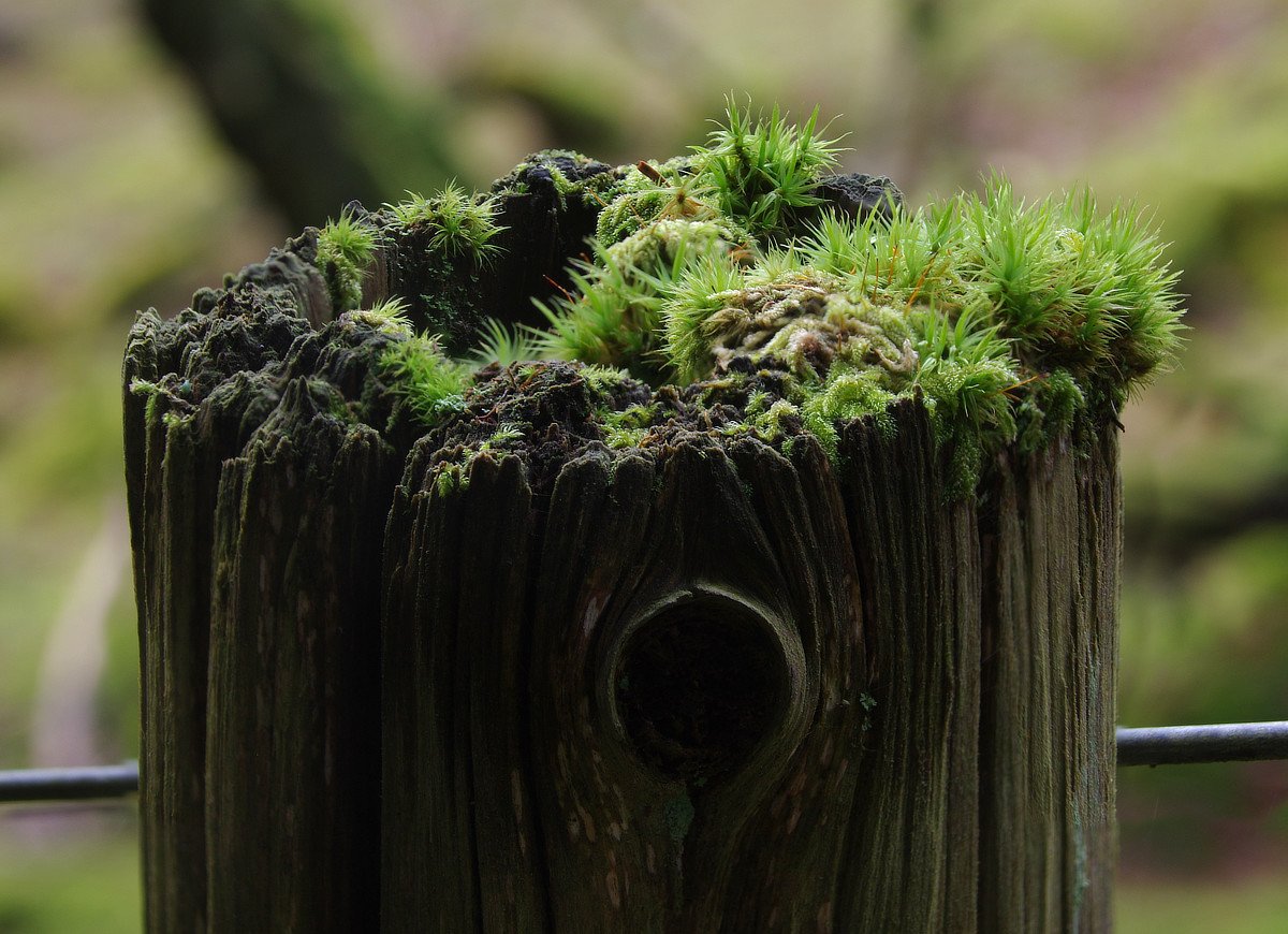 wilde_eep's tweet photo. A Dark Eye... #FencepostOfTheWeek https://t.co/jQ3bd06ofK