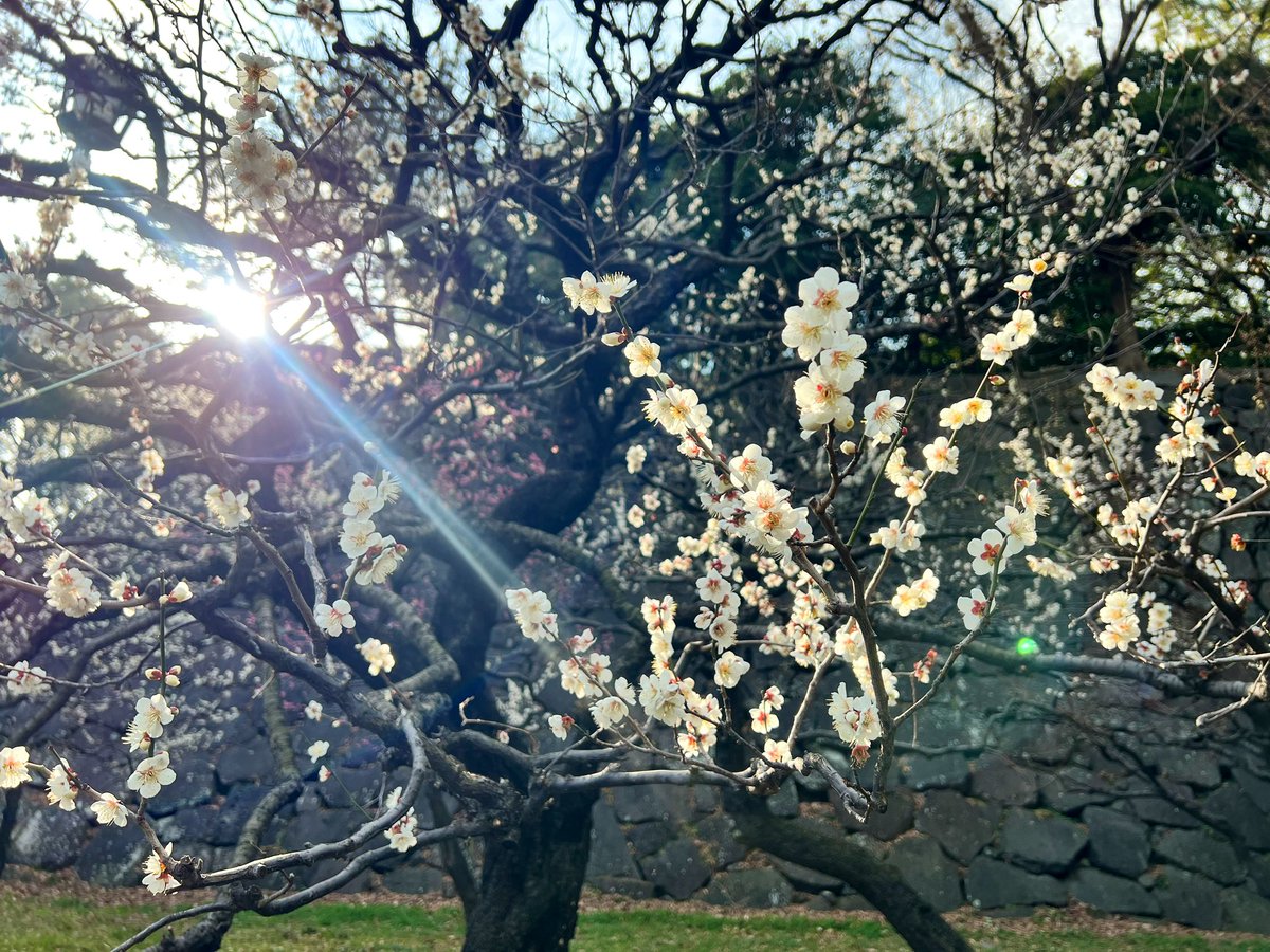 ｼｭﾝﾍﾟｲ tweet media