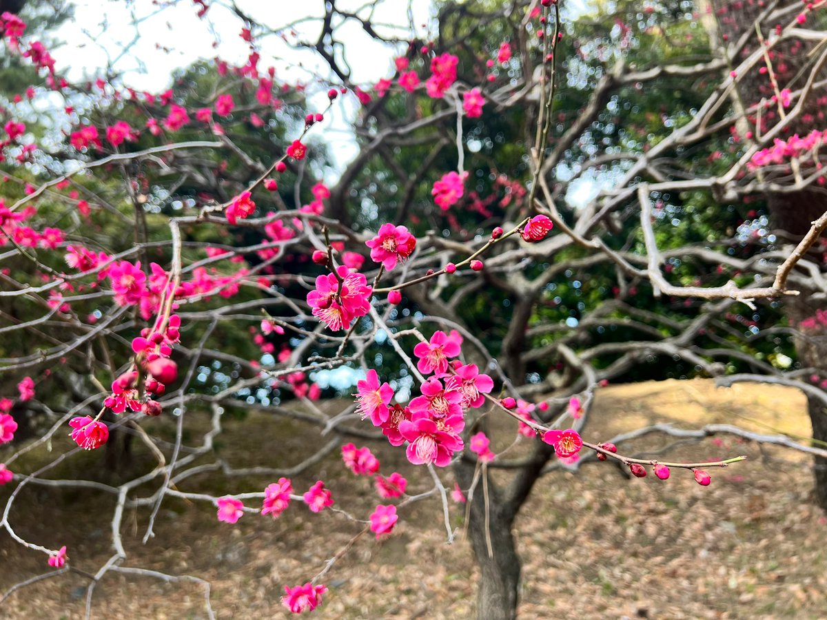 ｼｭﾝﾍﾟｲ tweet media