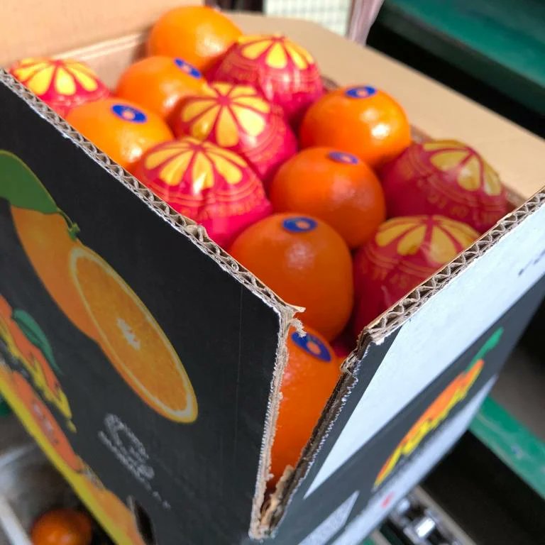 Alashrafgroup20's tweet photo. Be unique with Al-Ashraf for packing and exporting #citrus 🍊🍊🍊
#navel #valencia #export #import #orange https://t.co/NE4AZRoNcQ