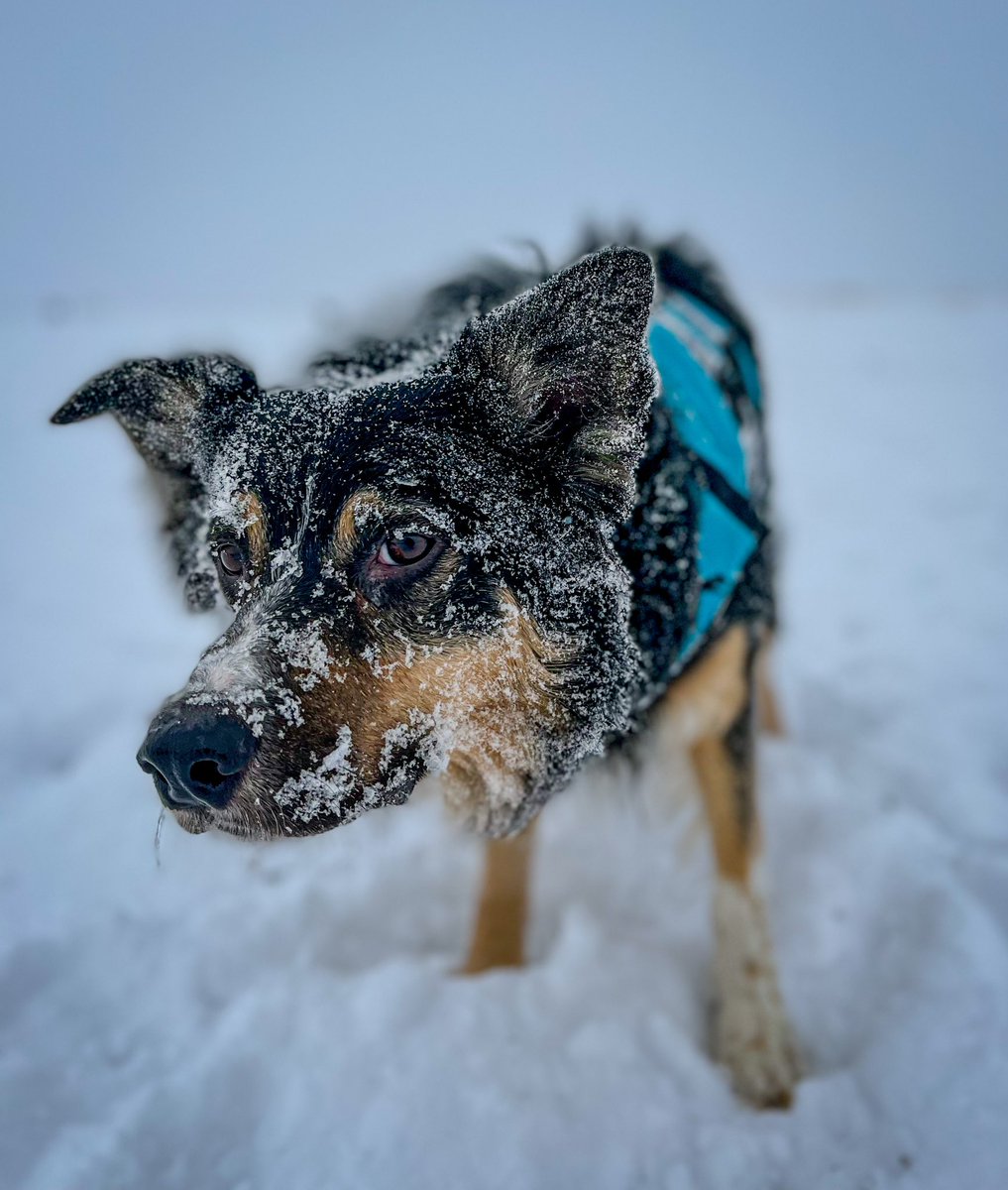 TeamFGBC's tweet image. #snowday with the #dogs - a #highlight in a week of #loss