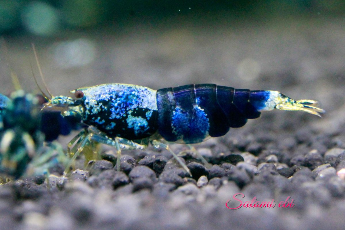 さと美えび +satomiebi+ tweet media