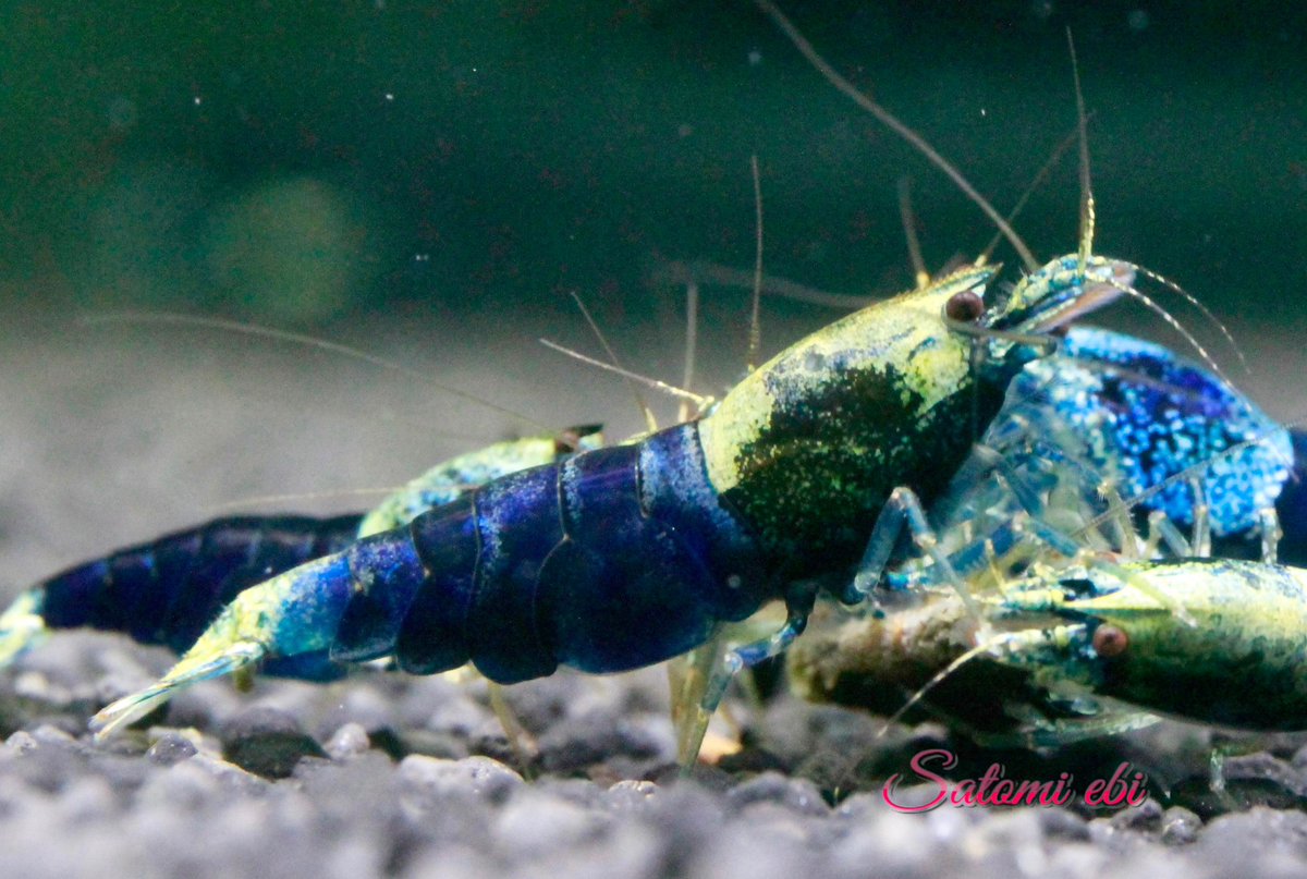 さと美えび +satomiebi+ tweet media