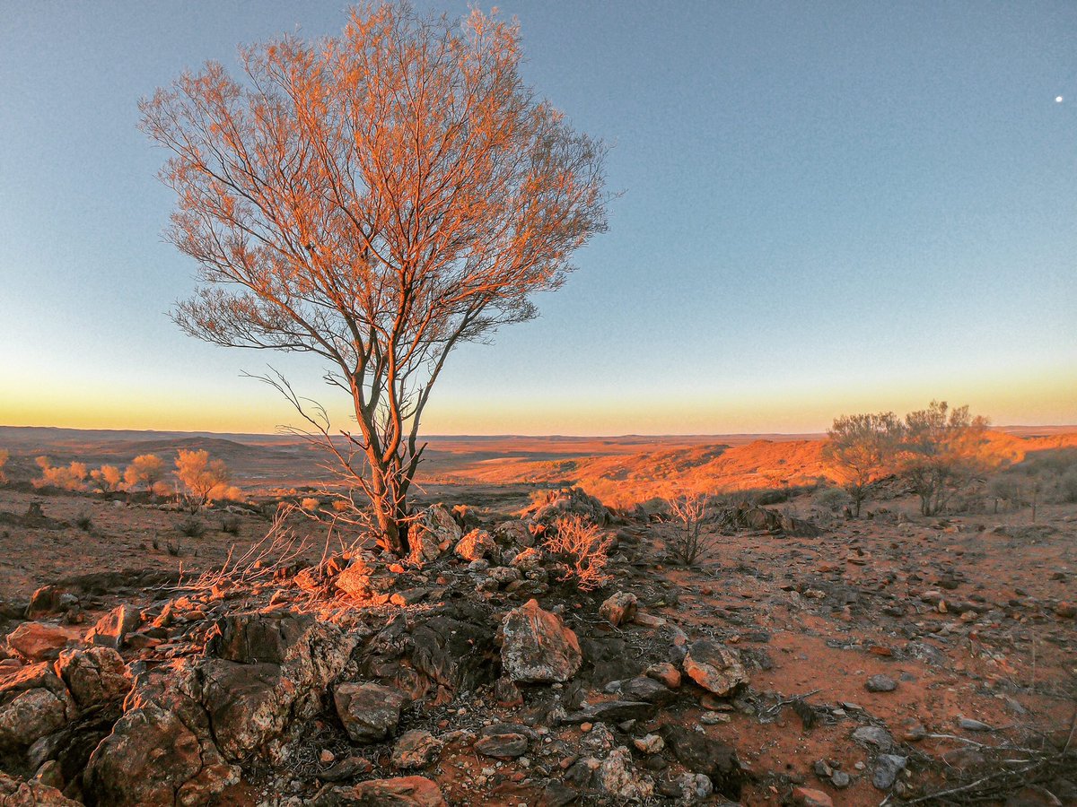 fiz_au's tweet photo. @RiyD0 🌵🏜️ https://t.co/9YUGmsSLqY
