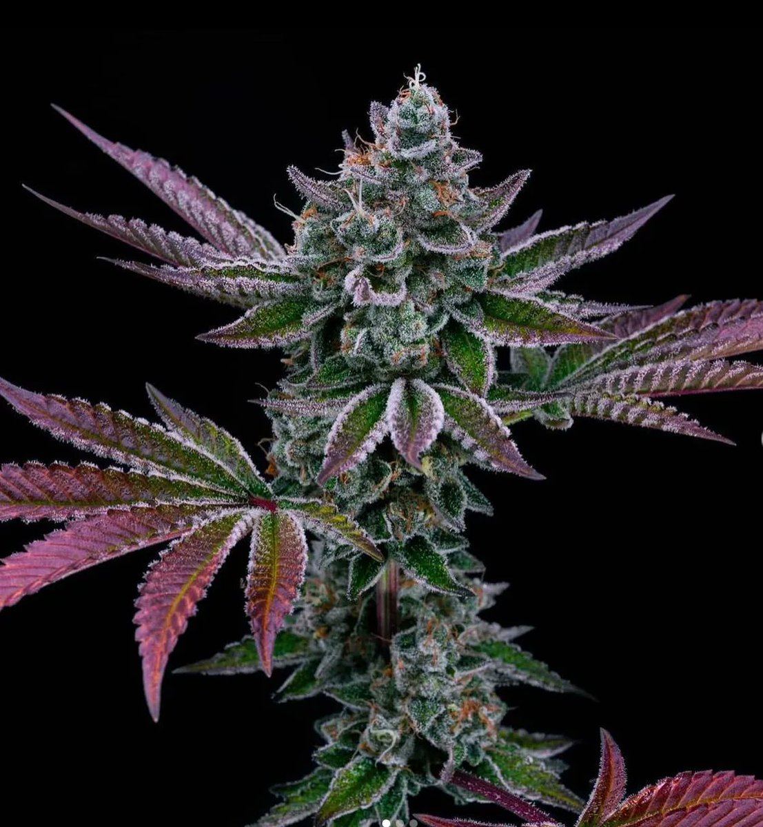 How lovely!

#cannabis #weedstrains #cannabisindustry